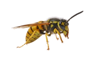 Wasp PNG-74620